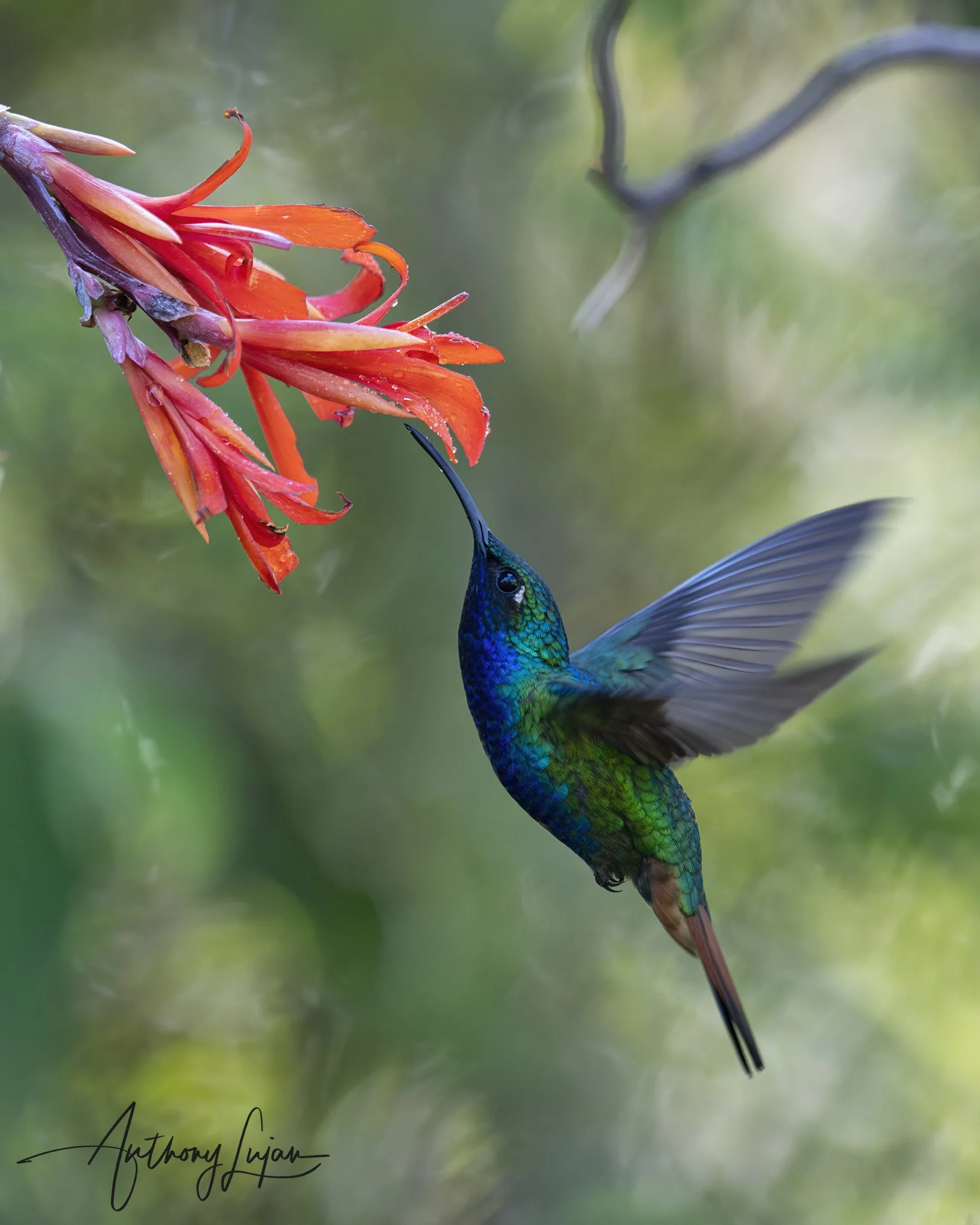 Hummingbirds of the Americas — Anthony Lujan